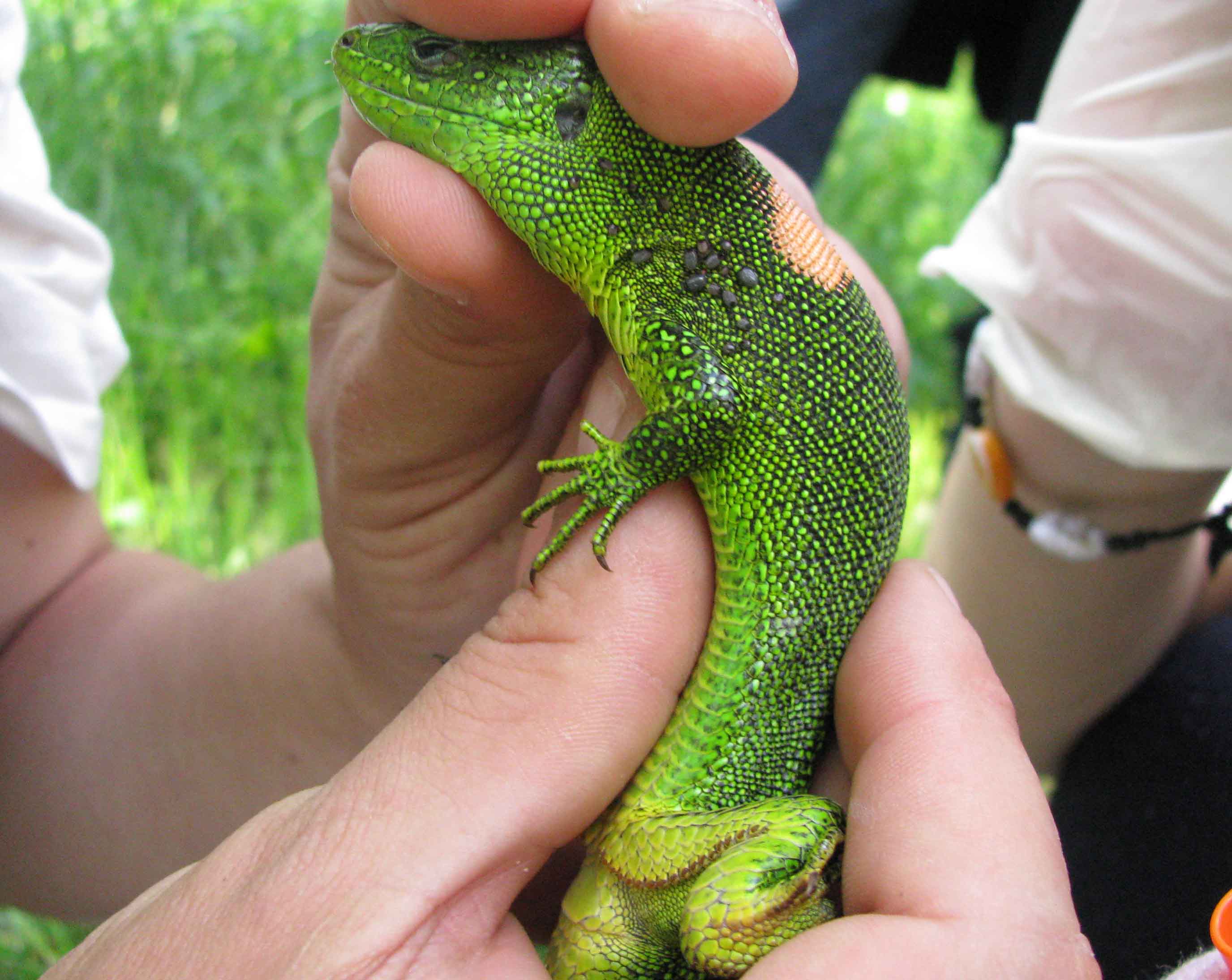 Lacerta bilineata